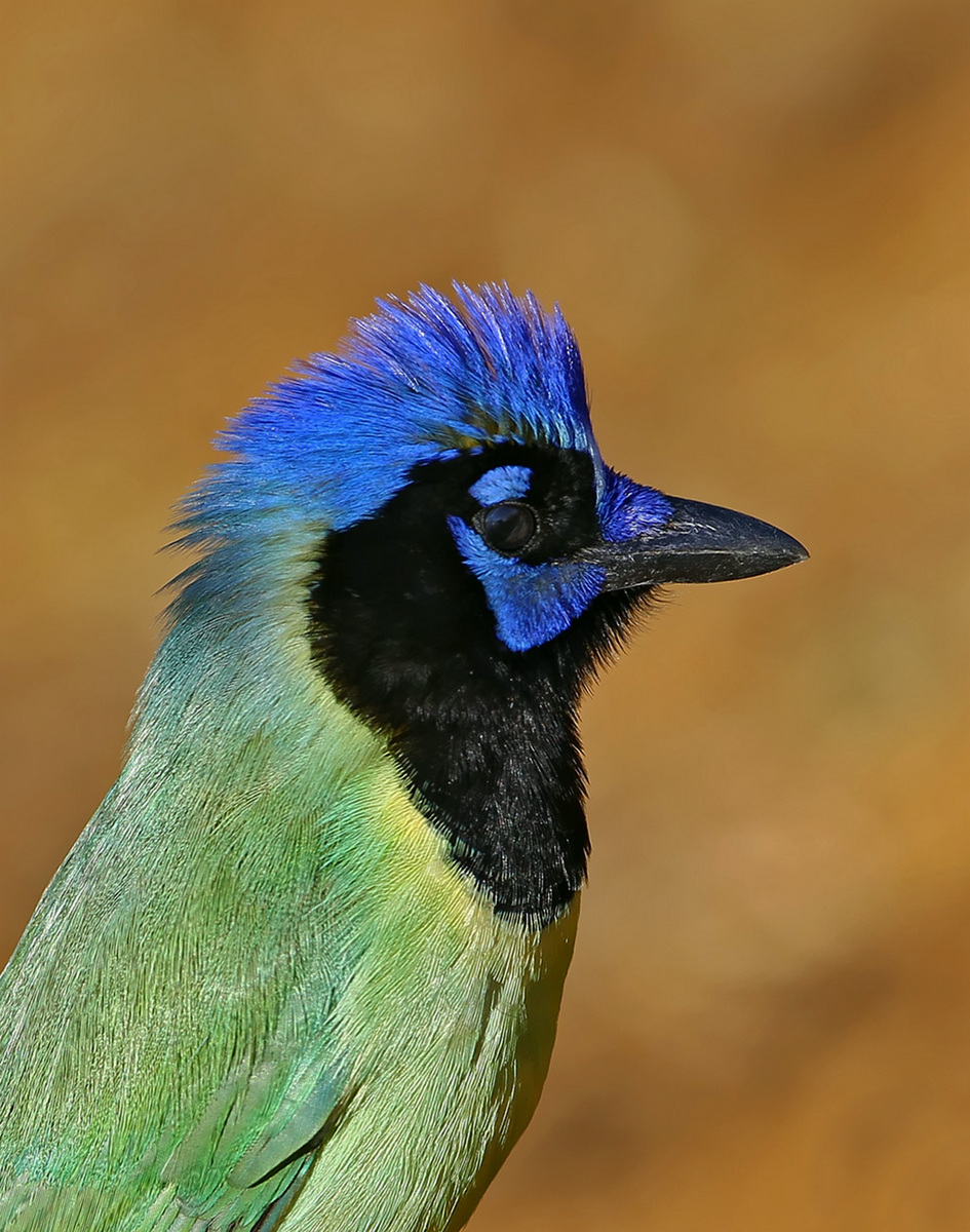 Green Jay