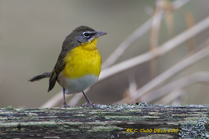 Yellow-breasted Chat