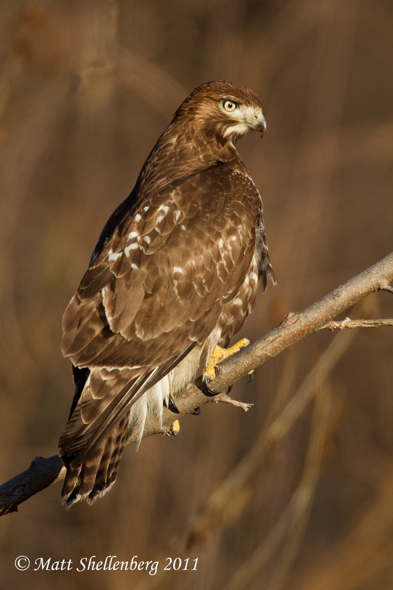 Red-tailed Hawk