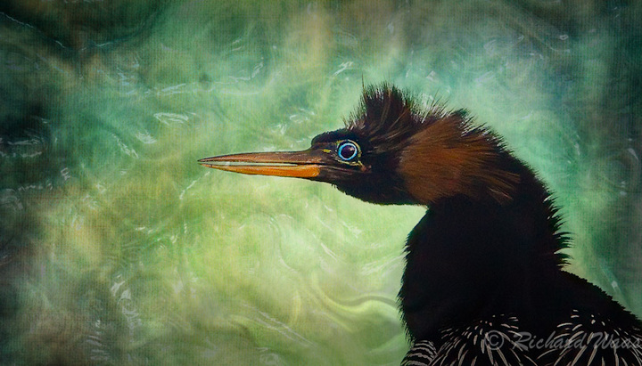 Anhinga Portrait