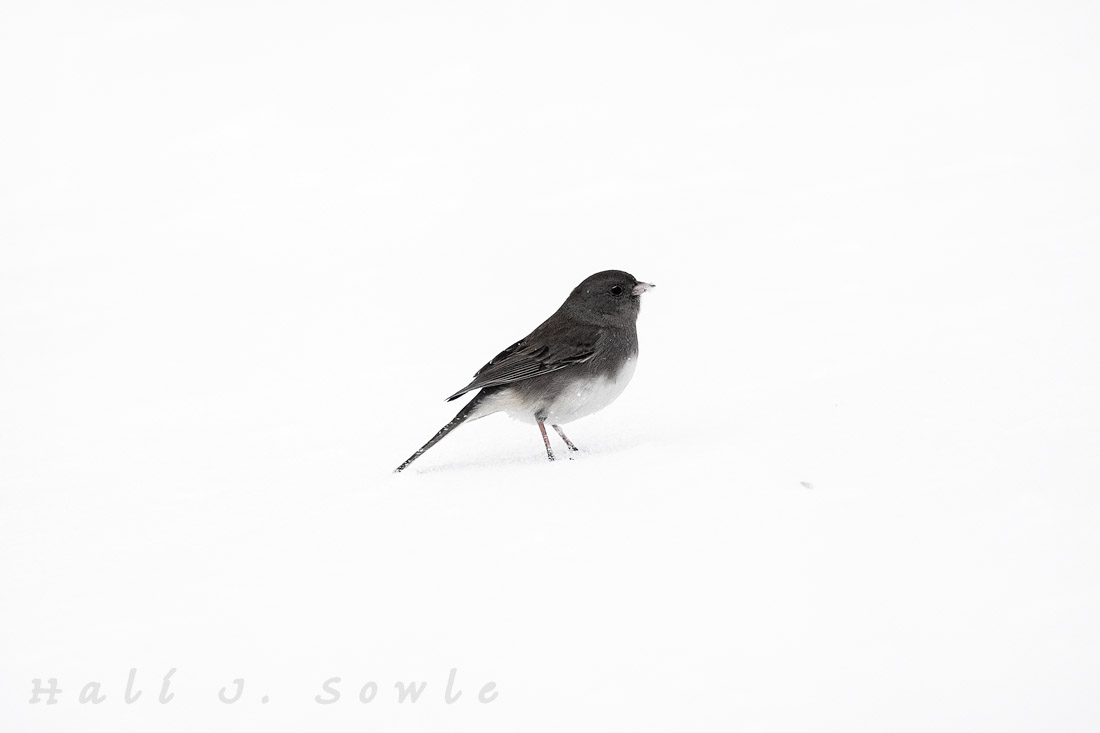 Dark Eyed Junco