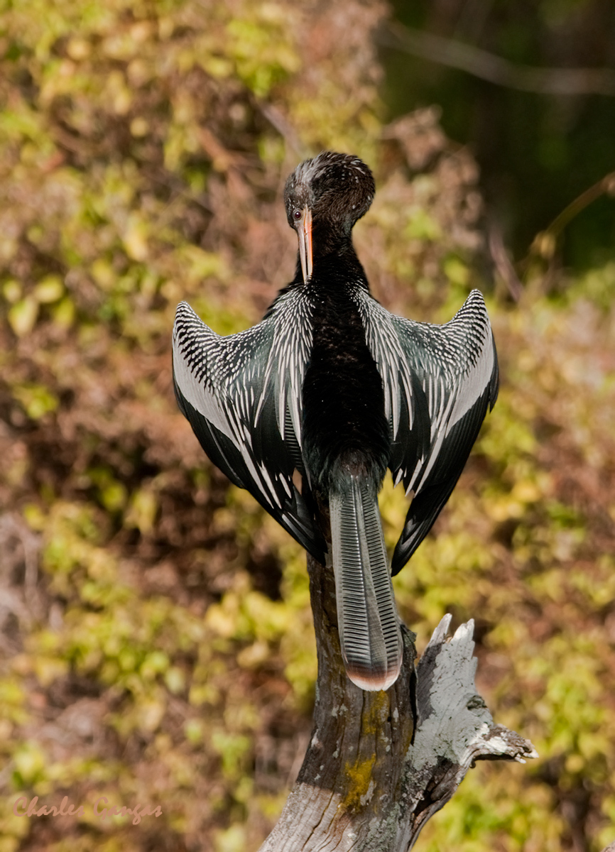 Anhinga, preening