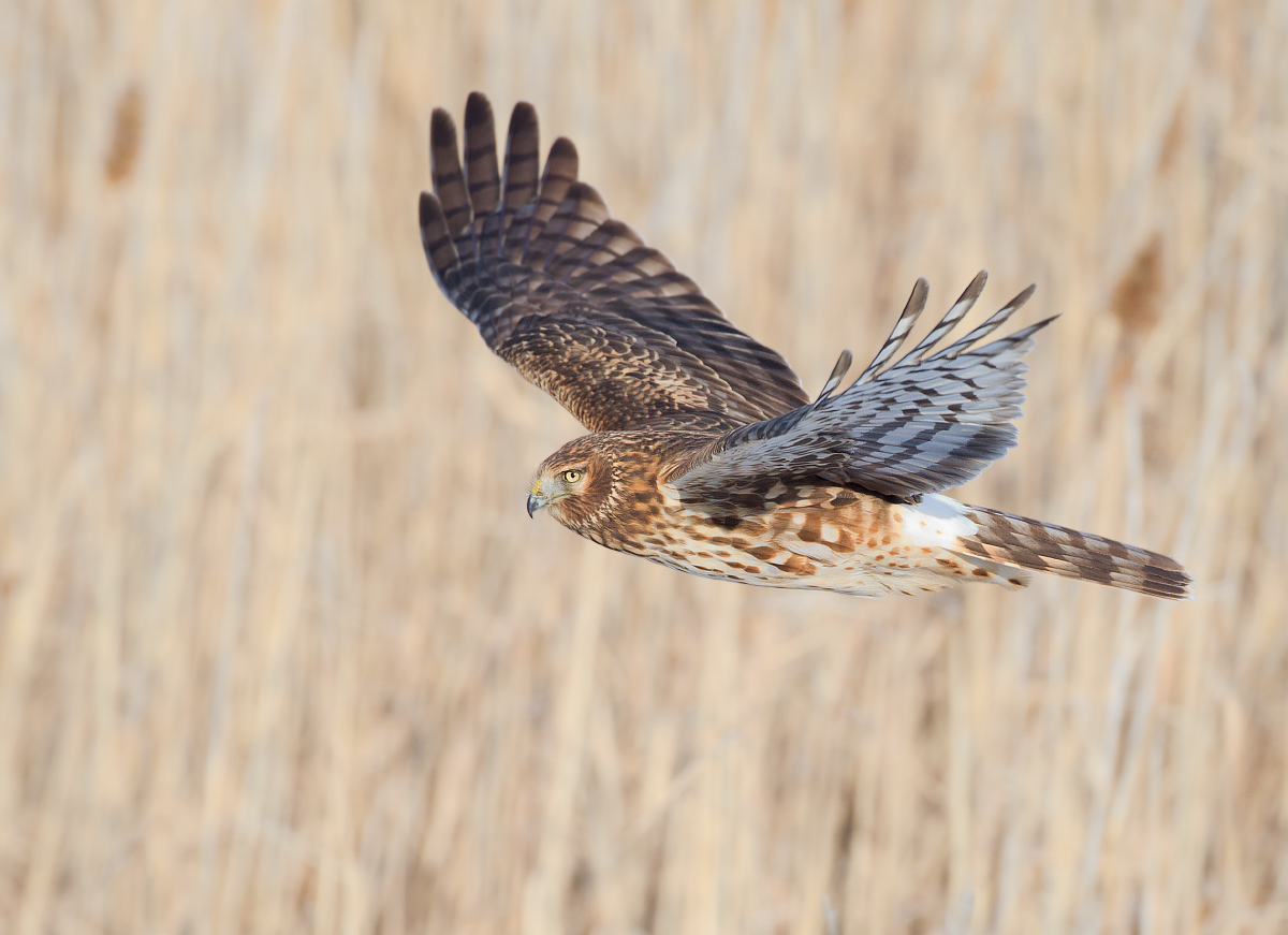 Northern Harrier w/repost