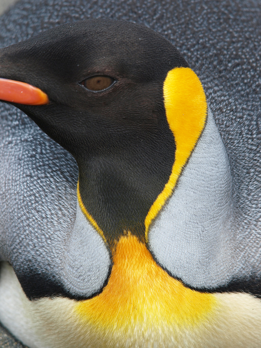 King Penguin Portrait II