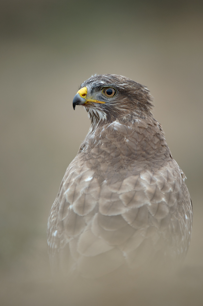 Buzzard portrait
