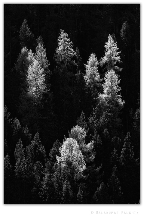 Larch trees