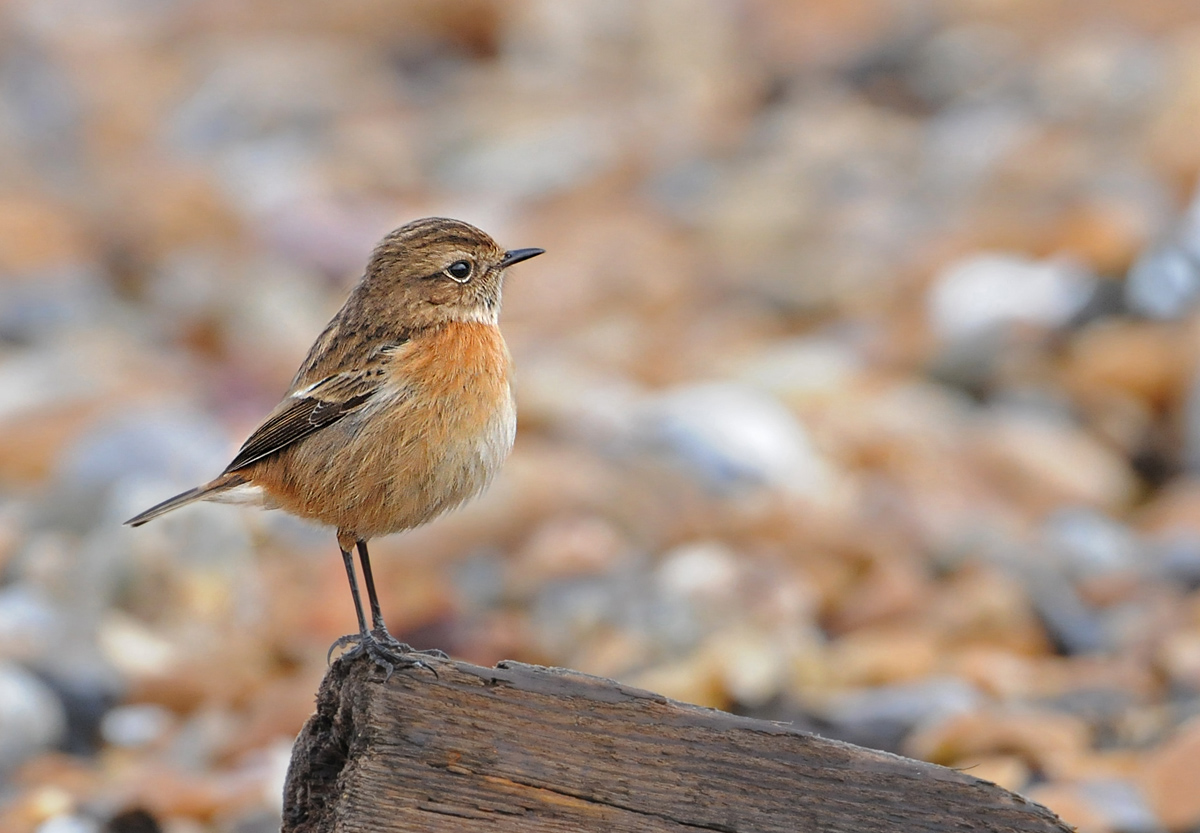Stonechat