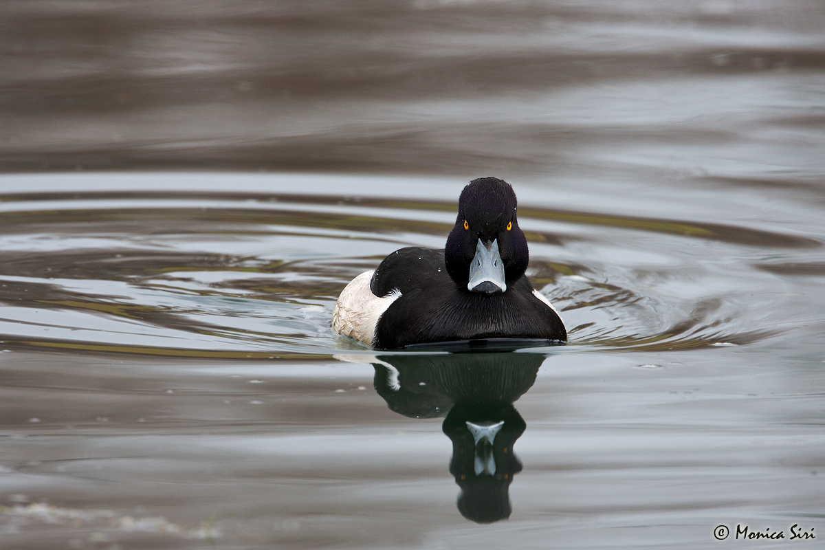 Tufted Duck