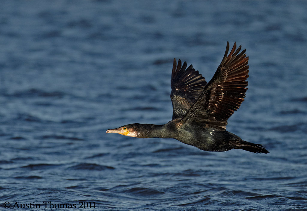 Cormorant in flight