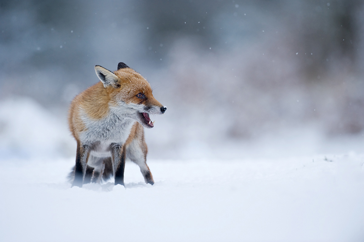 Fox
