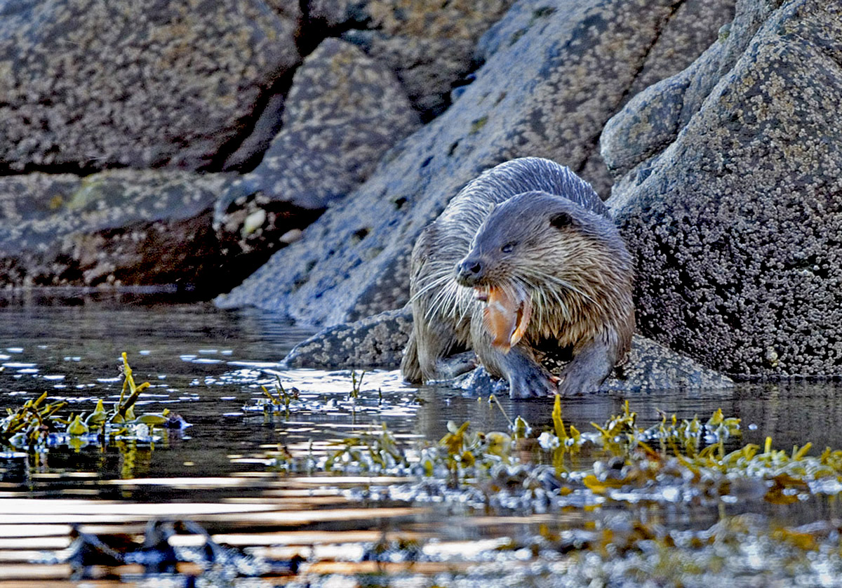Dog Otter