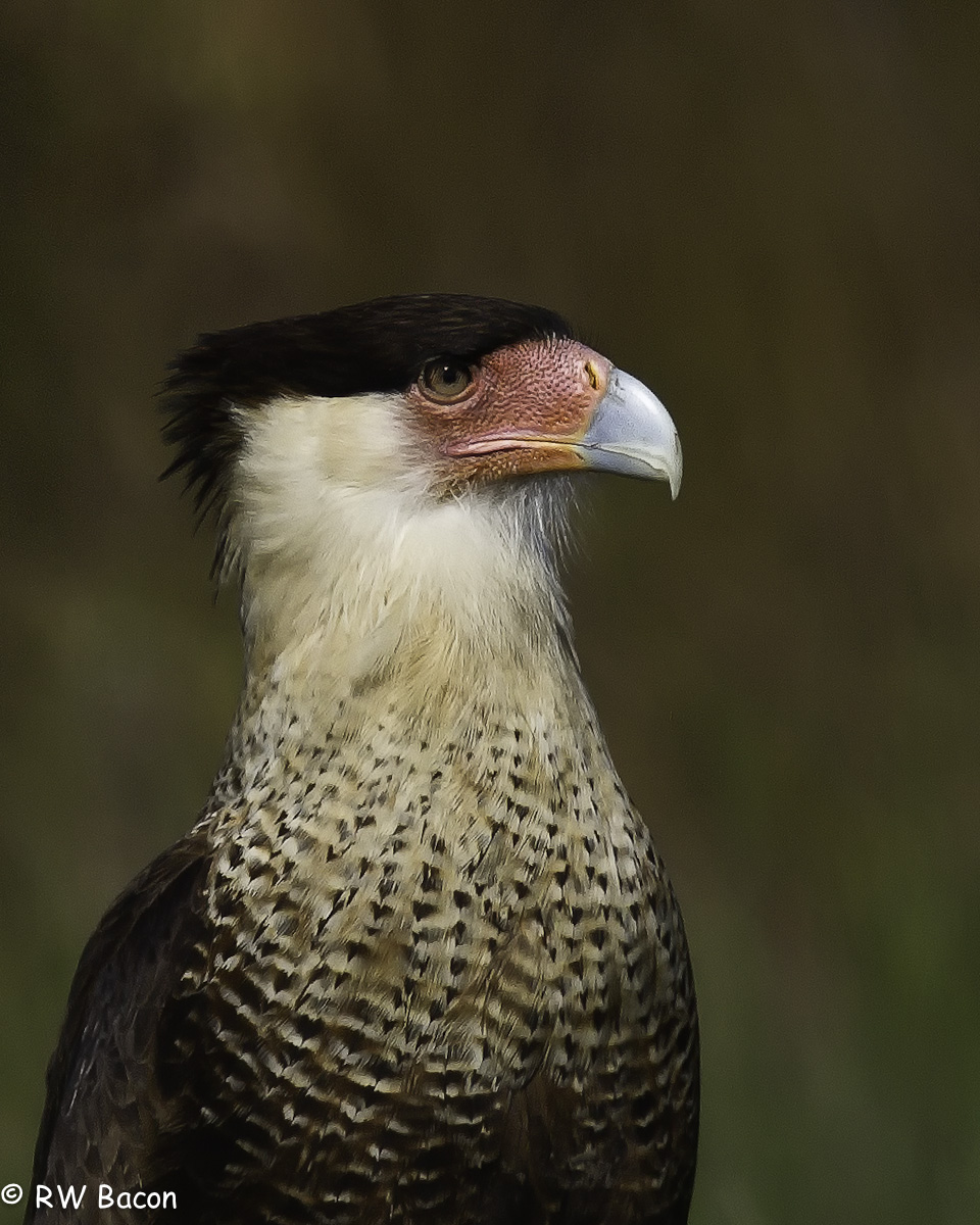 Caracara Portrait