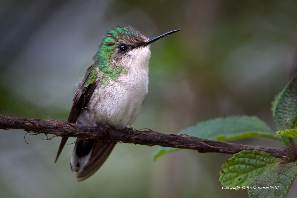 Female Snowcap