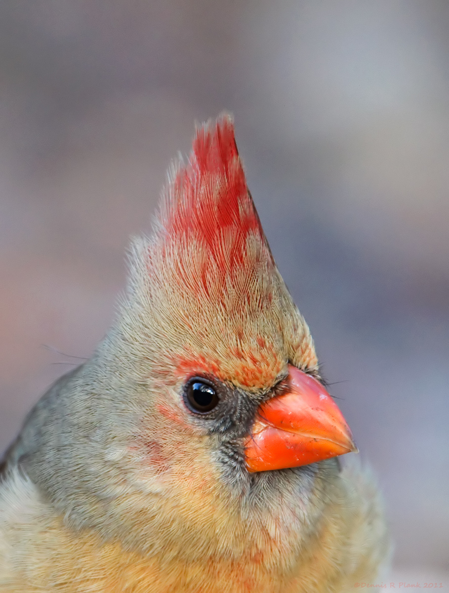 Female Cardinal