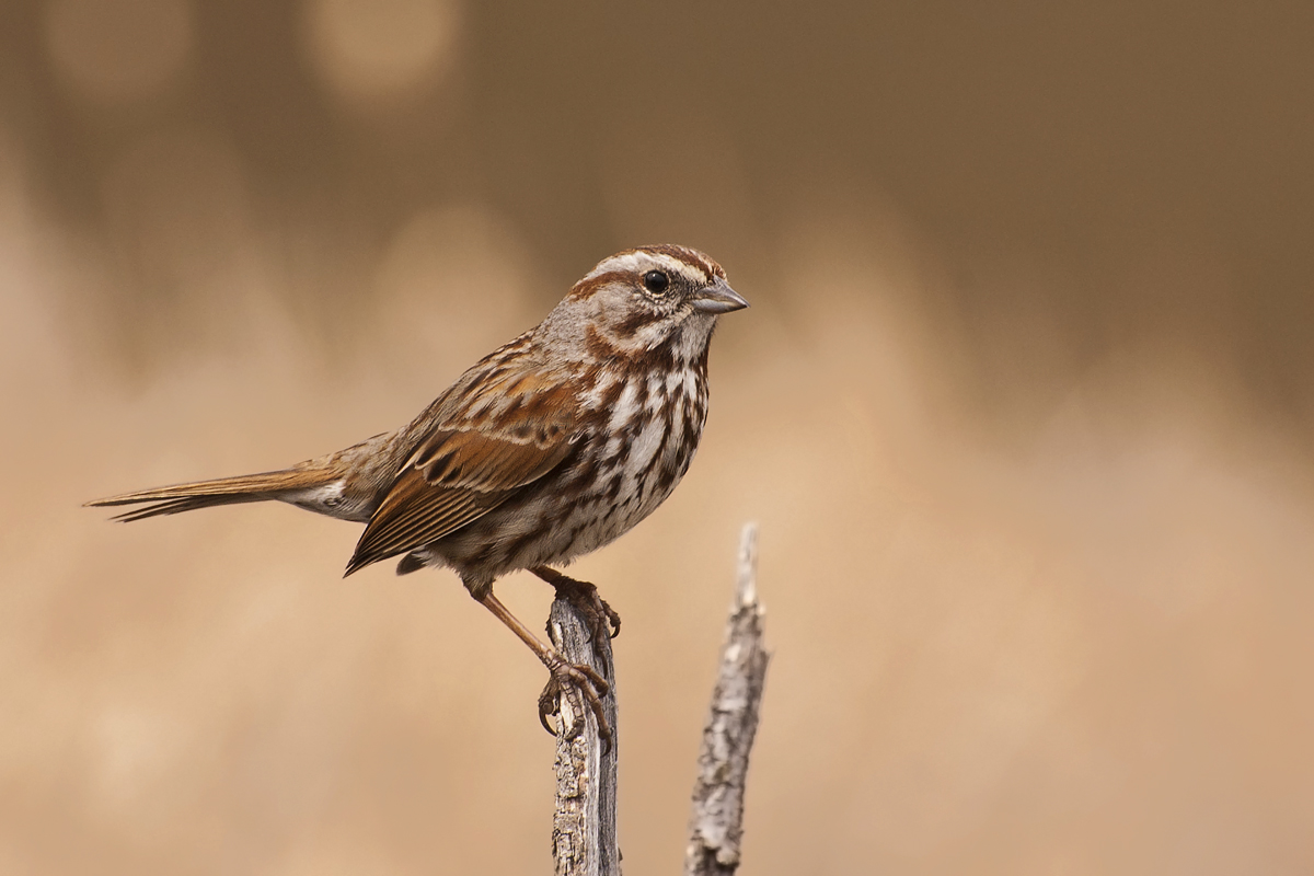 Song Sparrow with Repost