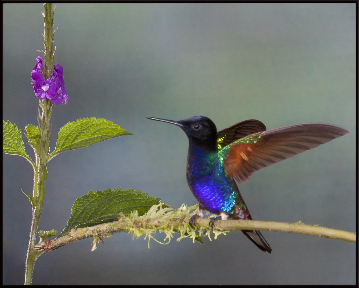 Velvet-Purple Coronet