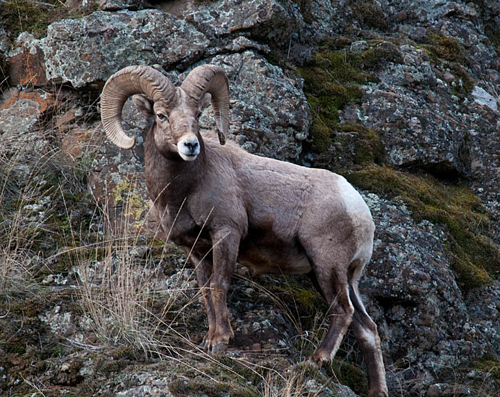 Big Horn Sheep