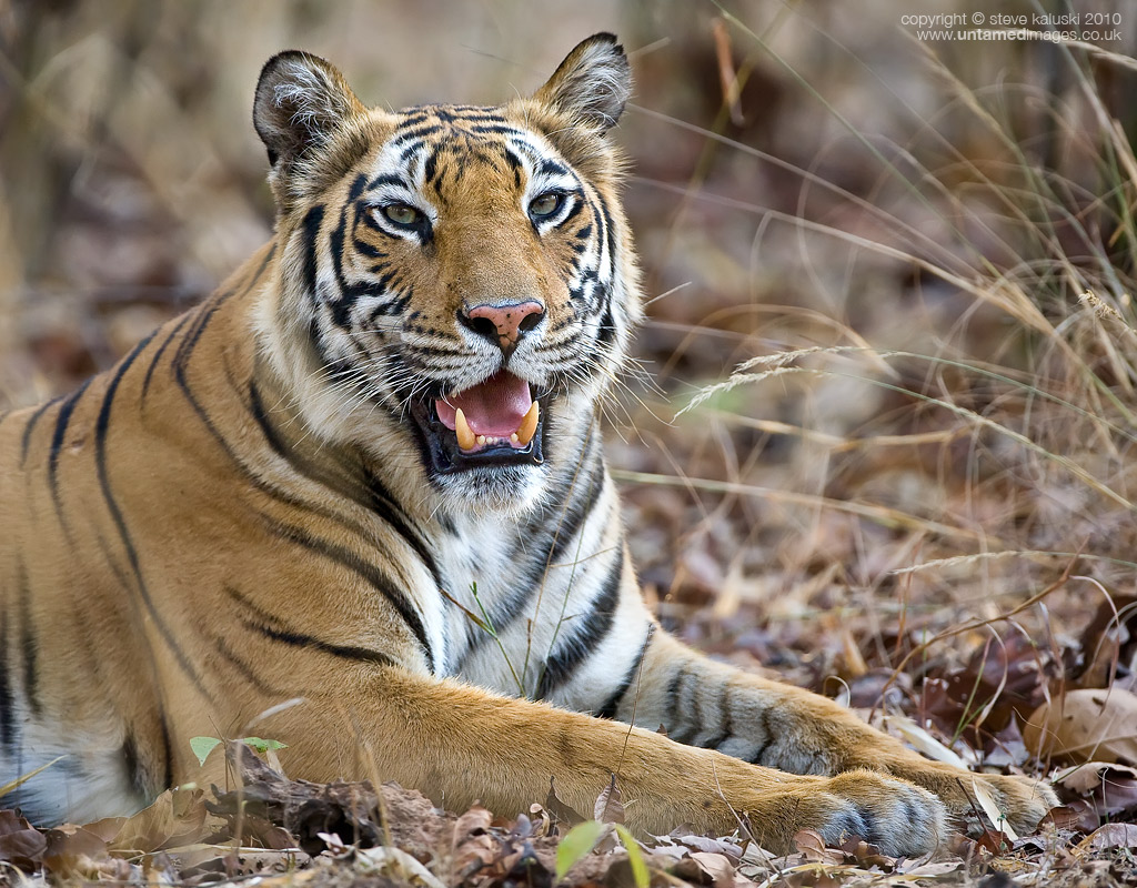 Bengal Tiger