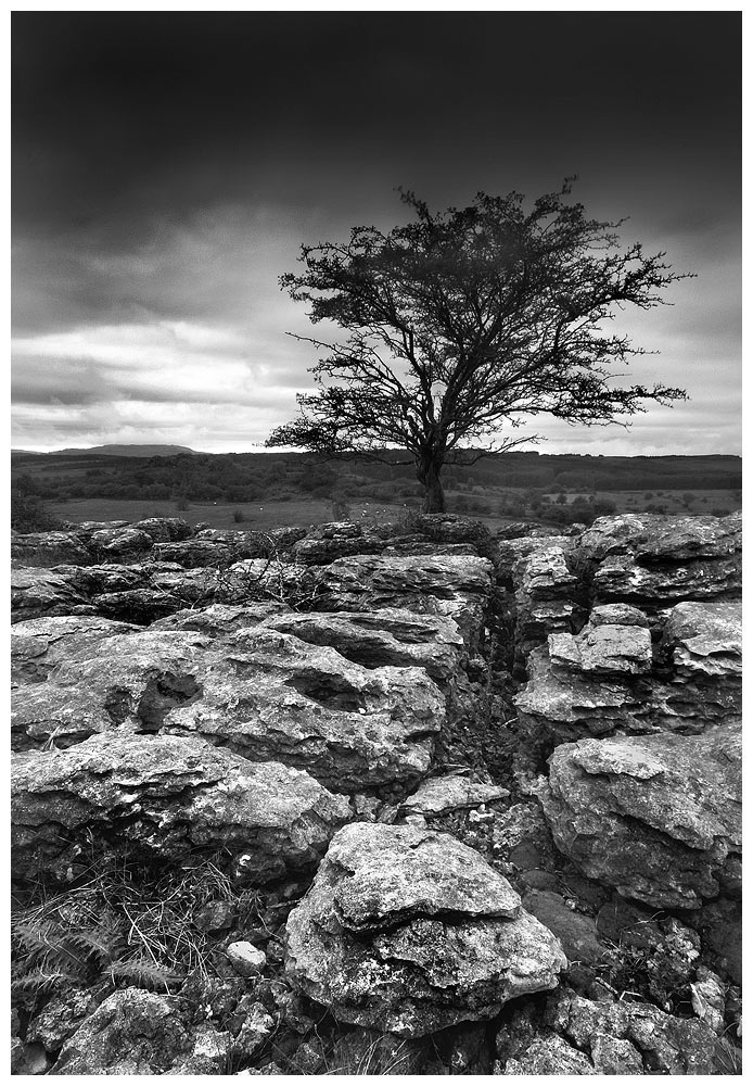 Limestone pavement