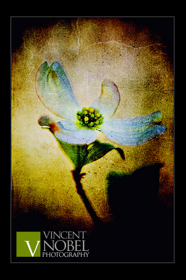 Dogwood Bloom