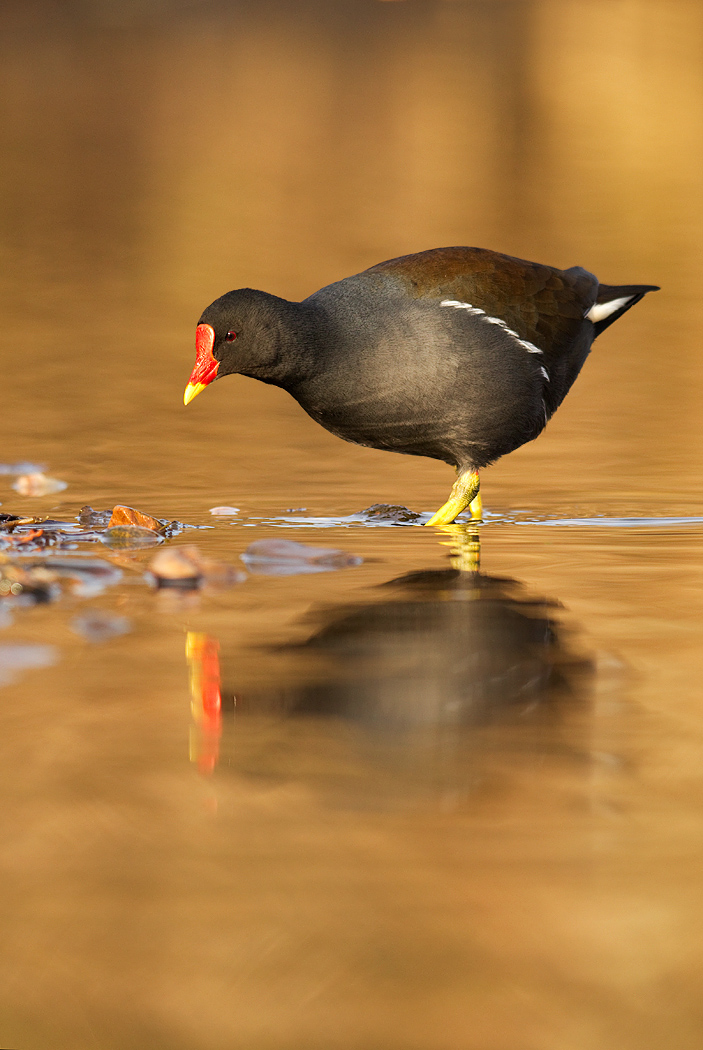 Moorhen in golden water