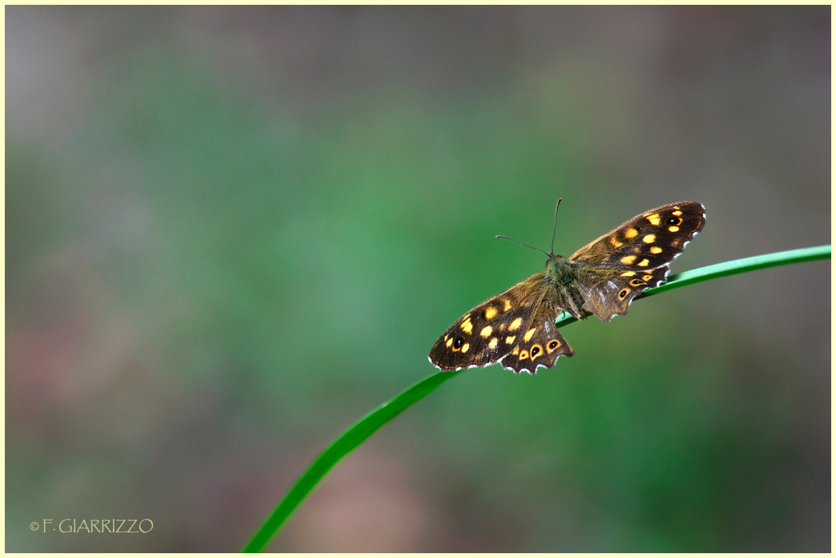 Speckled wood