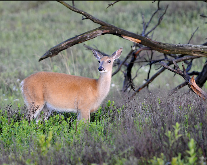 Spring Doe  Big Meadows
