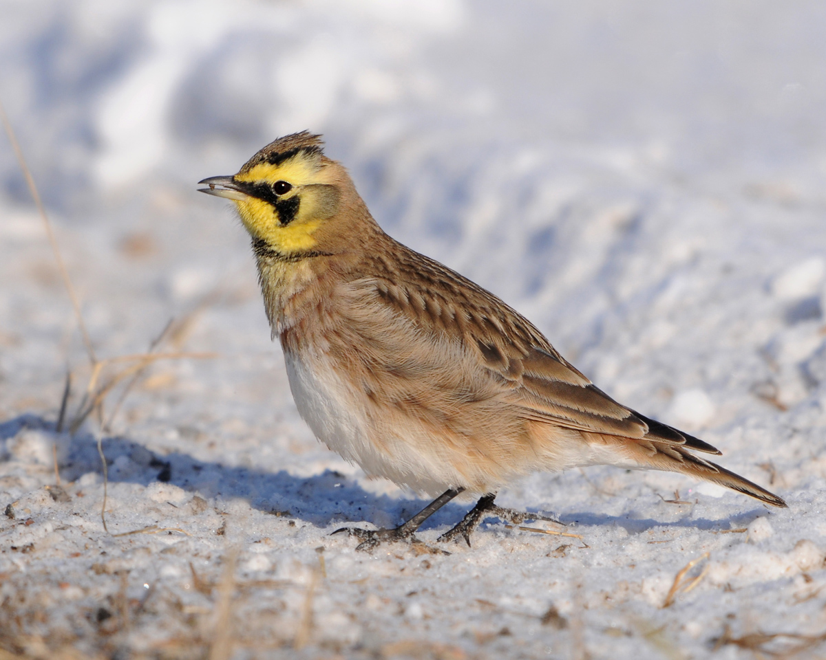 Horned Lark