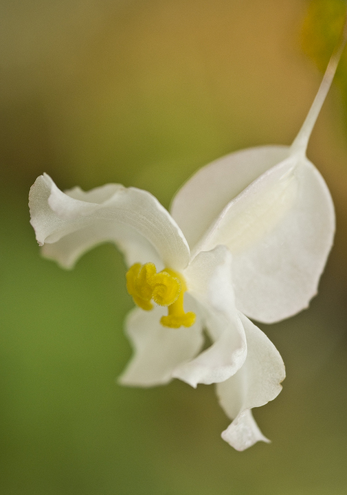 Begonia Bush 2