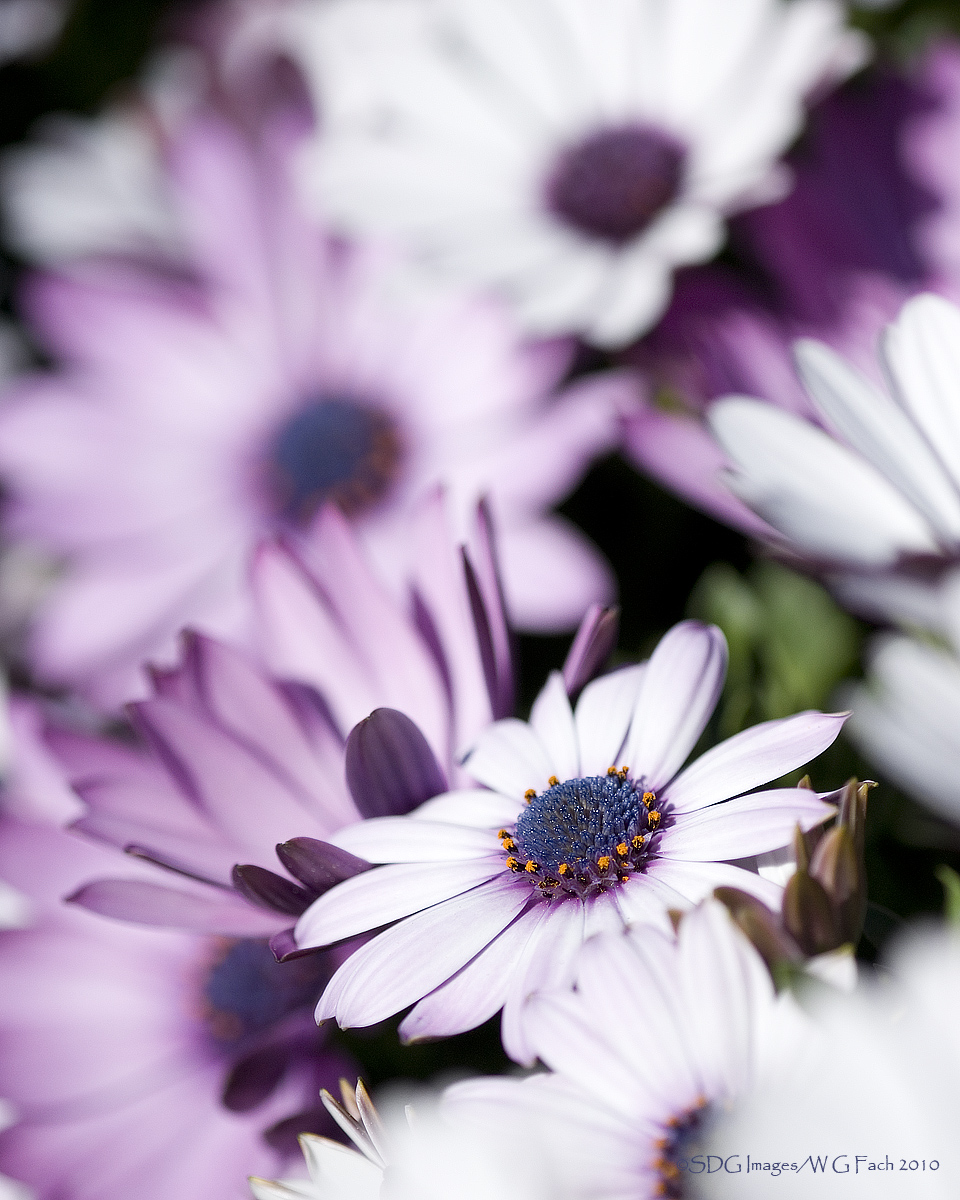 Daisyscape 2
