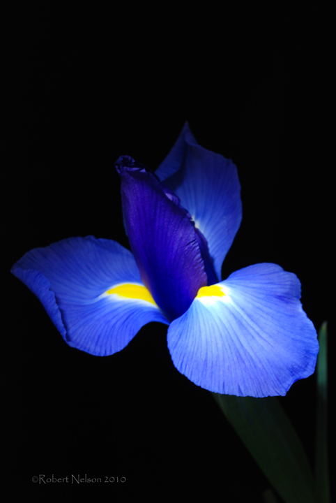 iris f50