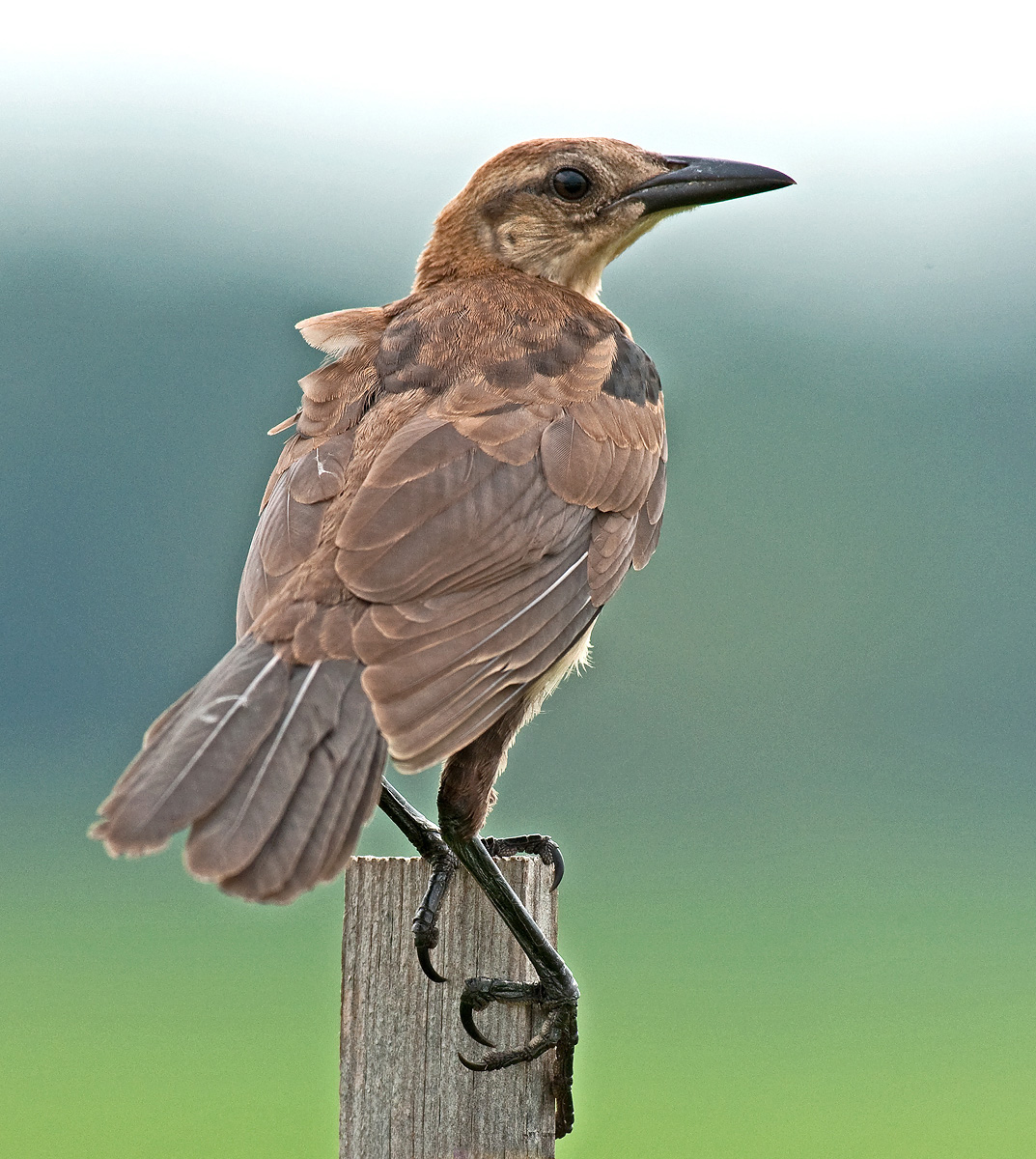 Boat-tailed with 2nd repost