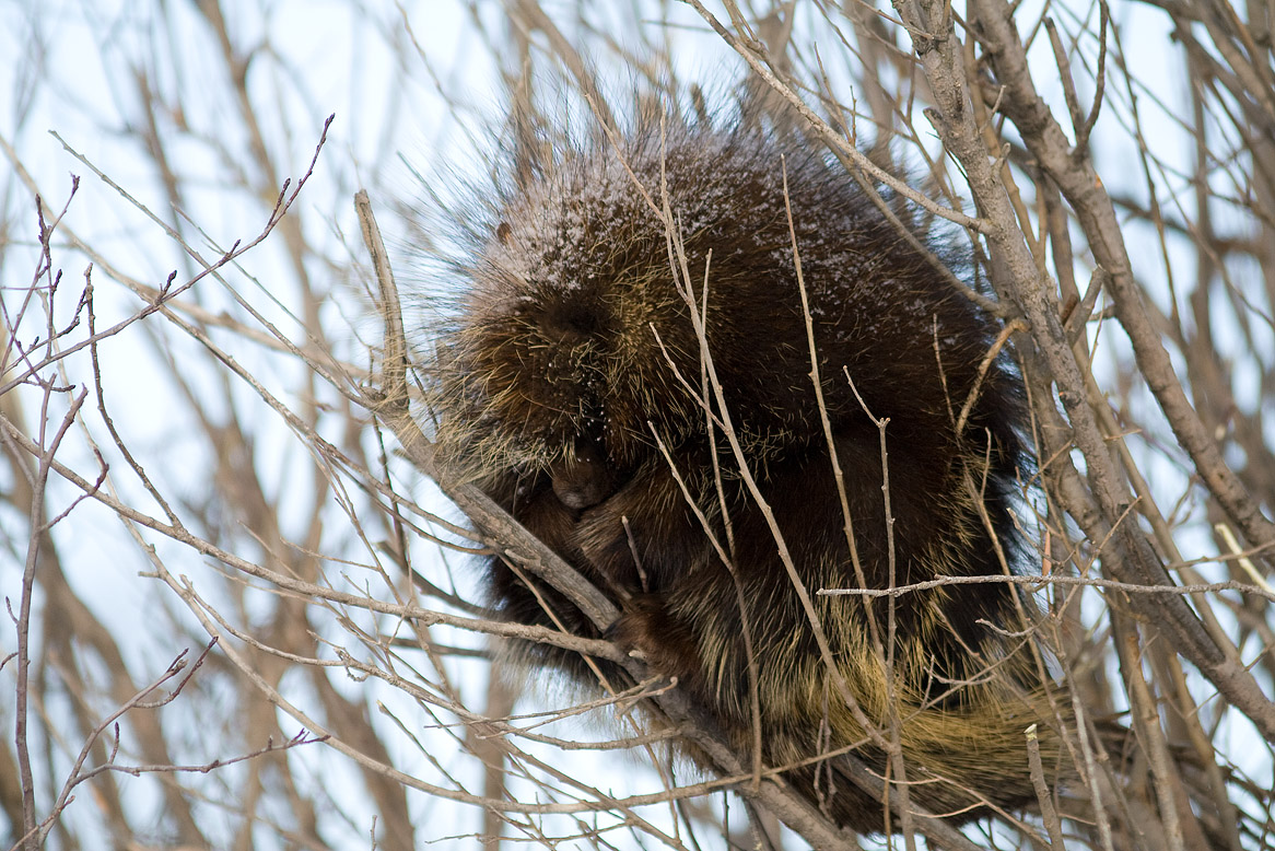 Porcupine's Nap