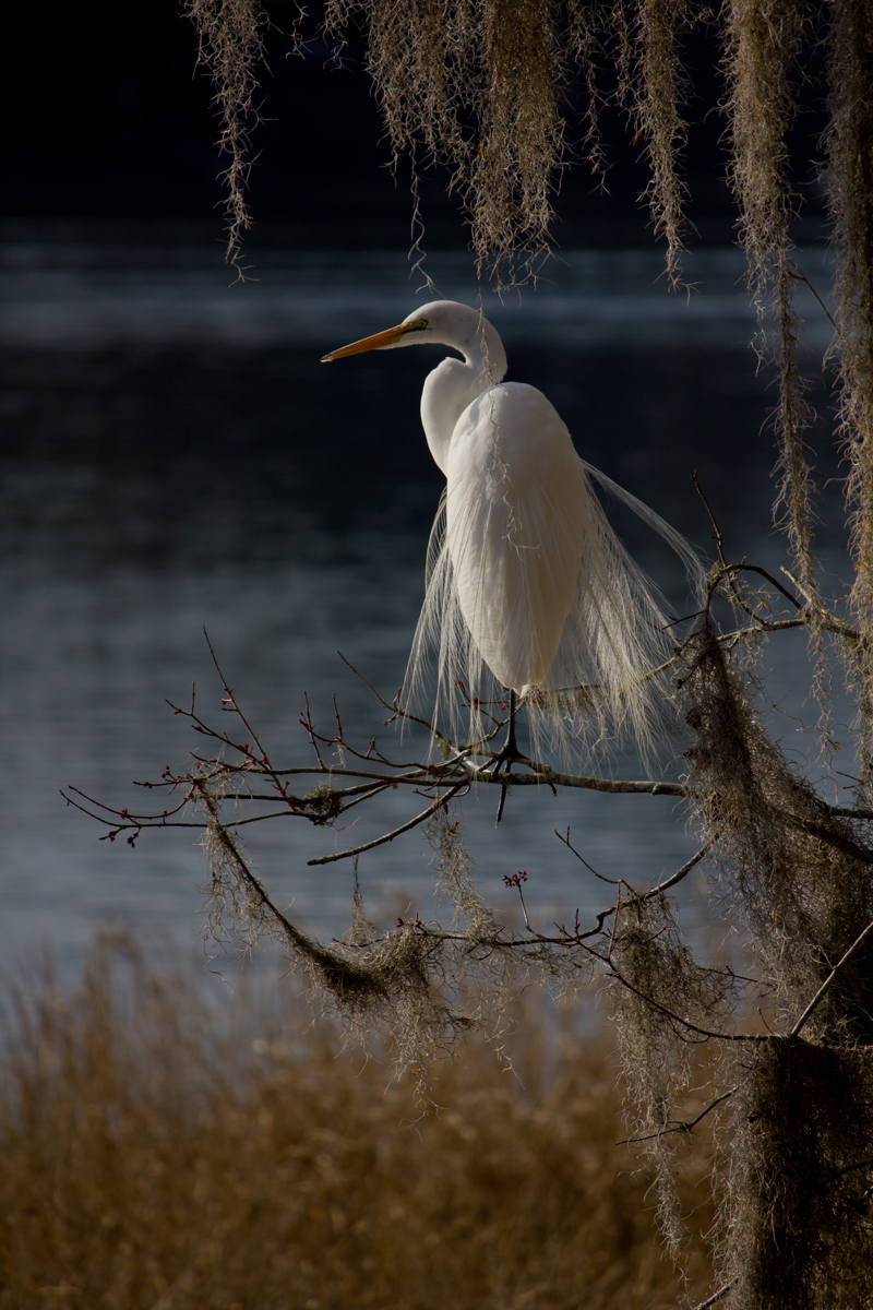 Egret (w/JPG)