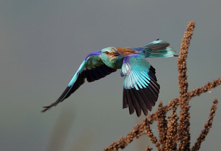 European Roller
