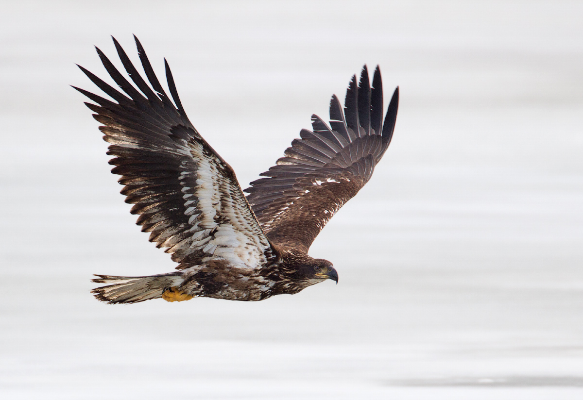 Bald eagle over ice