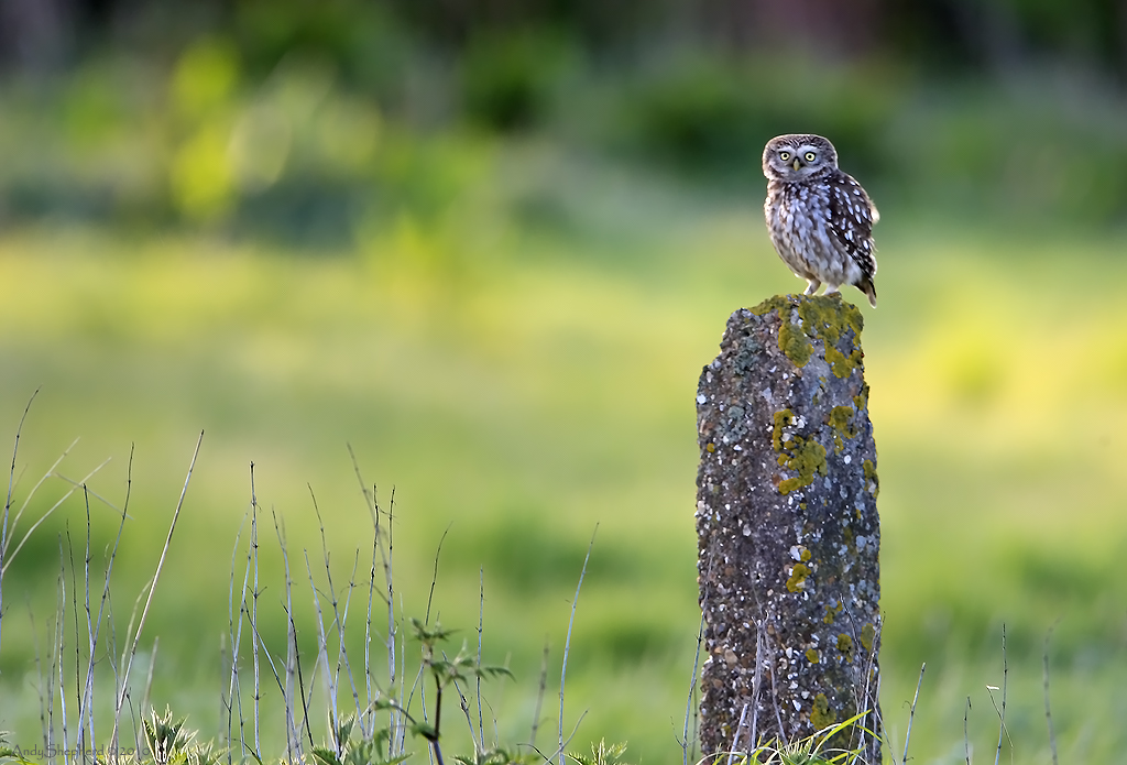 Little Owl