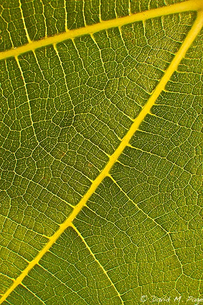 WC 466: Fig Leaf