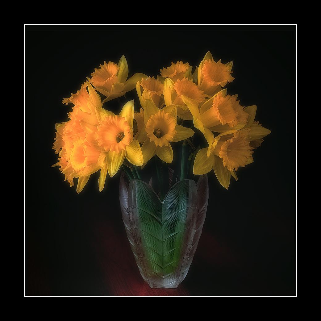 Yellow Daffs