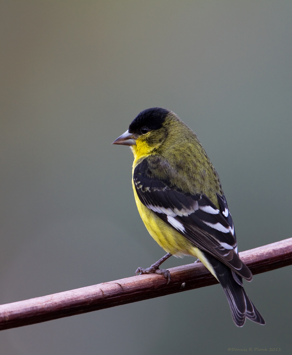 Lesser Goldfinch