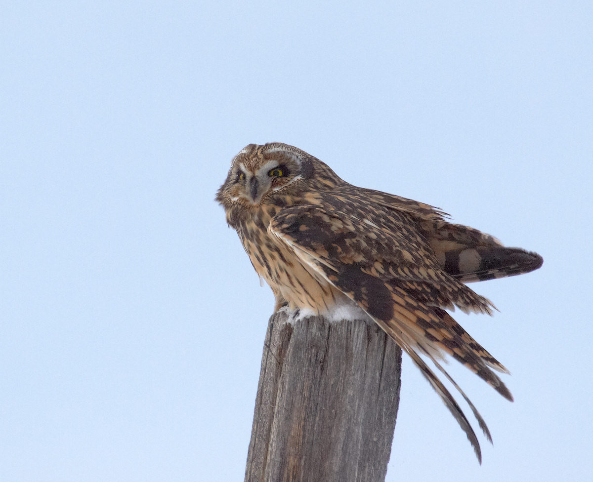 Short-eared Owl