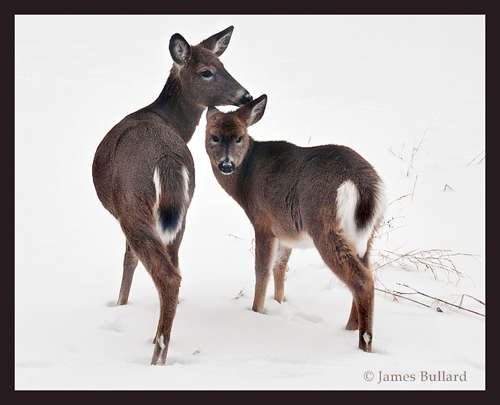 Deer in my yard.