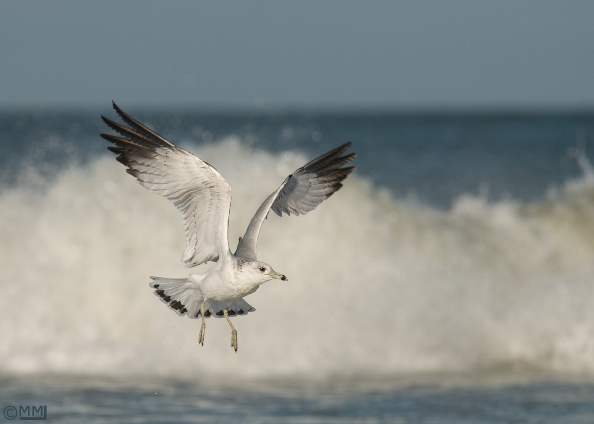 Ring-billed Gull