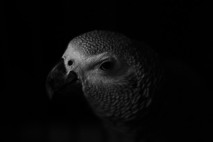 My Bird