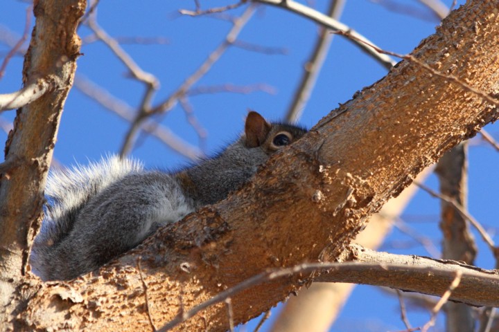 Hiding in a tree