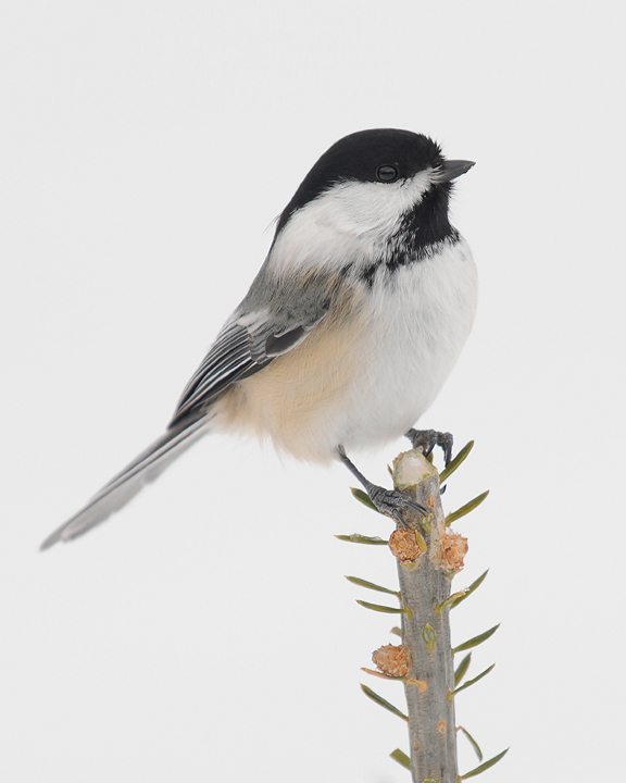 High-key Chickadee