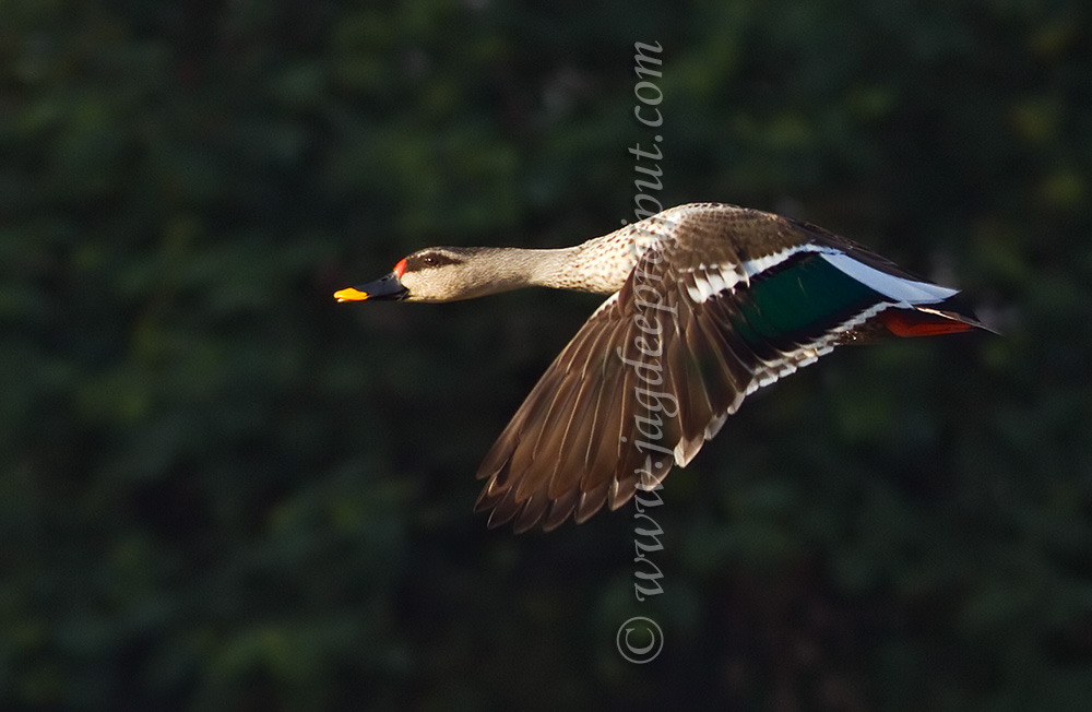 Spotbilled Duck 