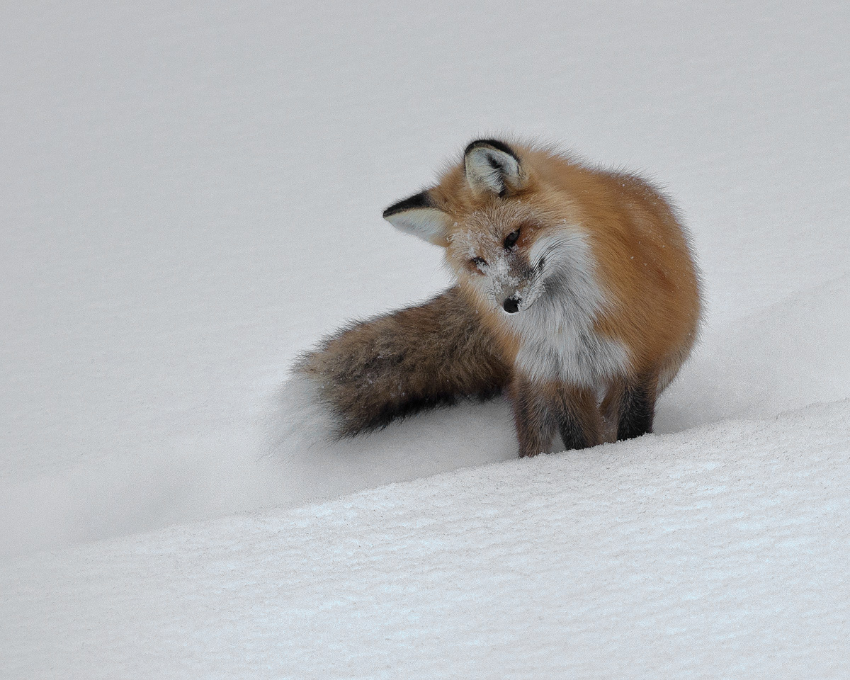Curious Fox  with Repost