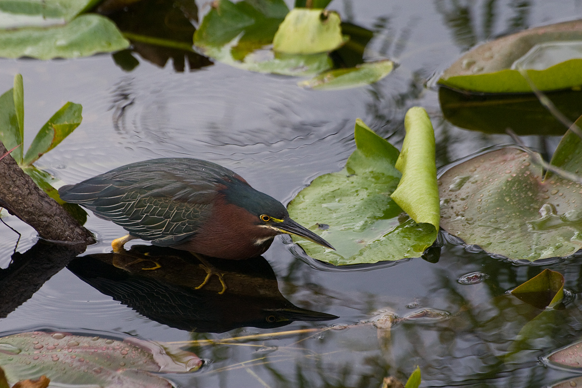 Green Heron