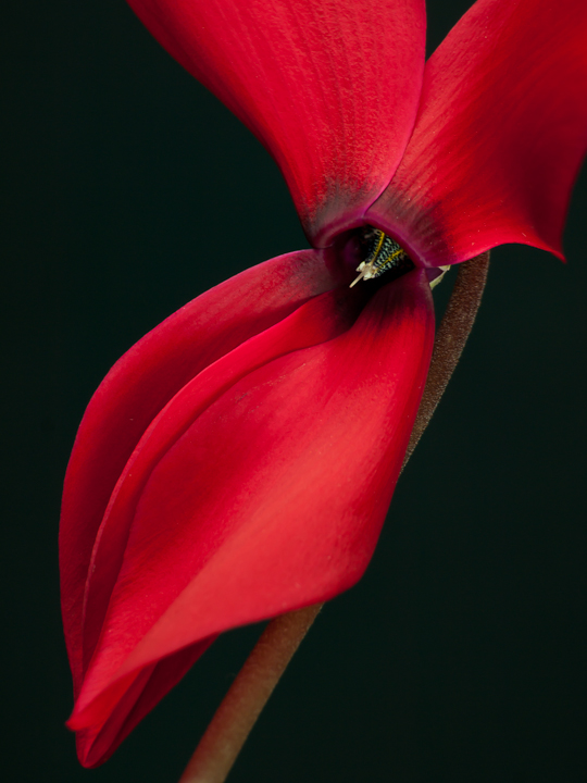 Red Hot